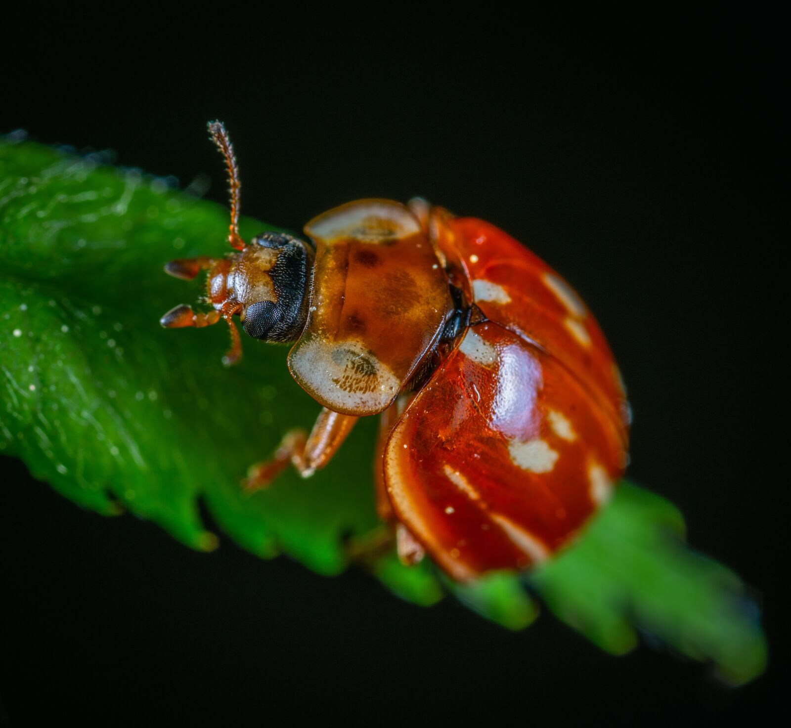 Sony a7R II sample photo. Macro, insect, beetle photography