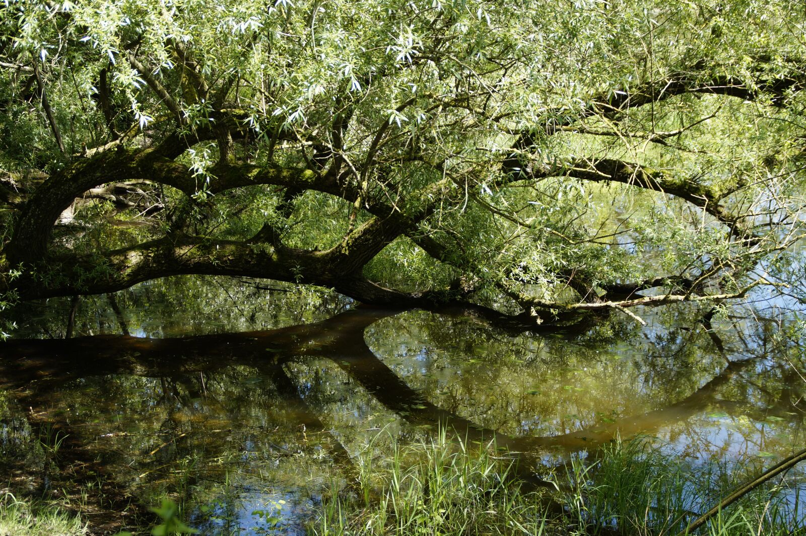Sony SLT-A58 sample photo. Pasture, branch, water photography