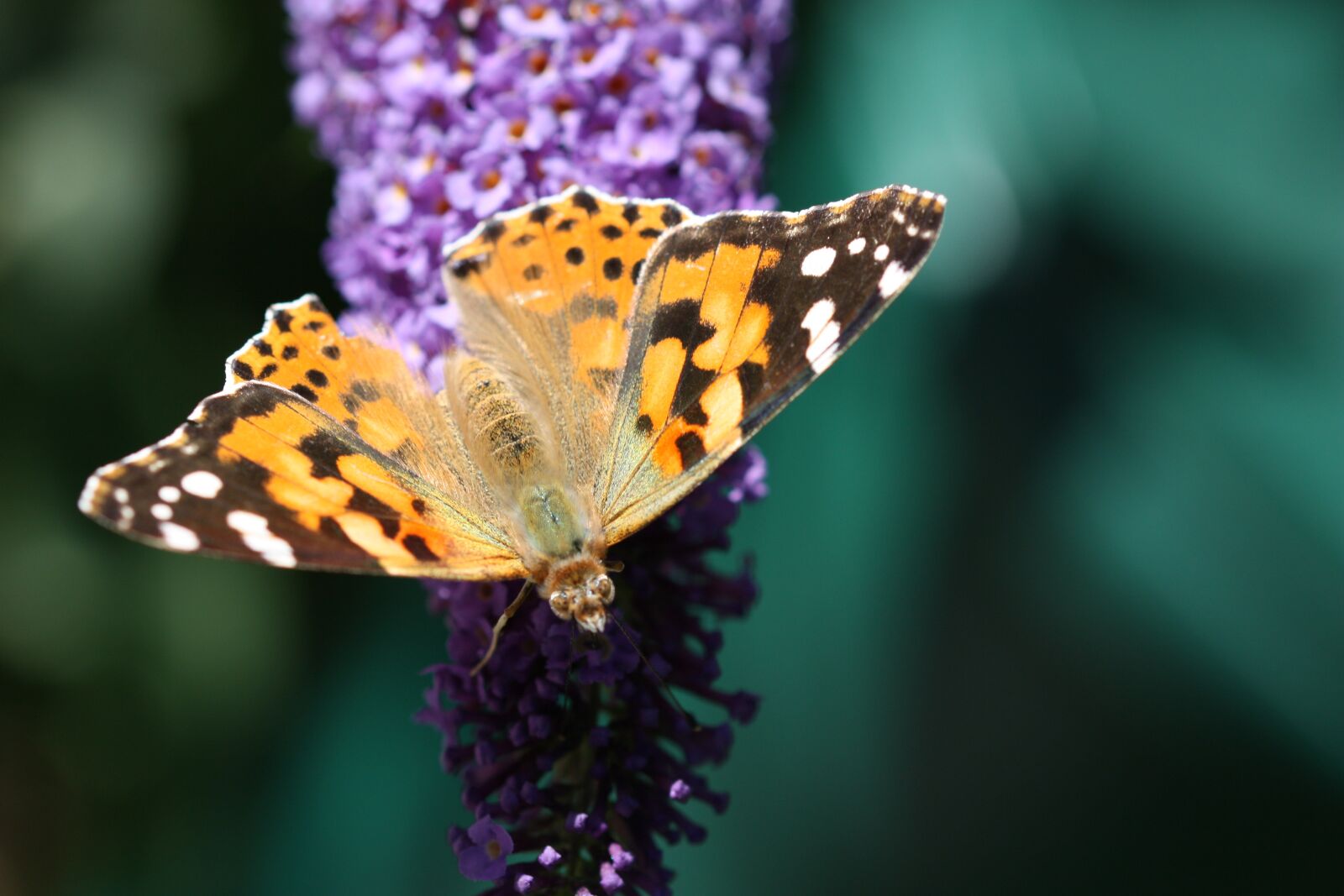 Canon EOS 450D (EOS Rebel XSi / EOS Kiss X2) sample photo. Butterfly, nature, insect photography
