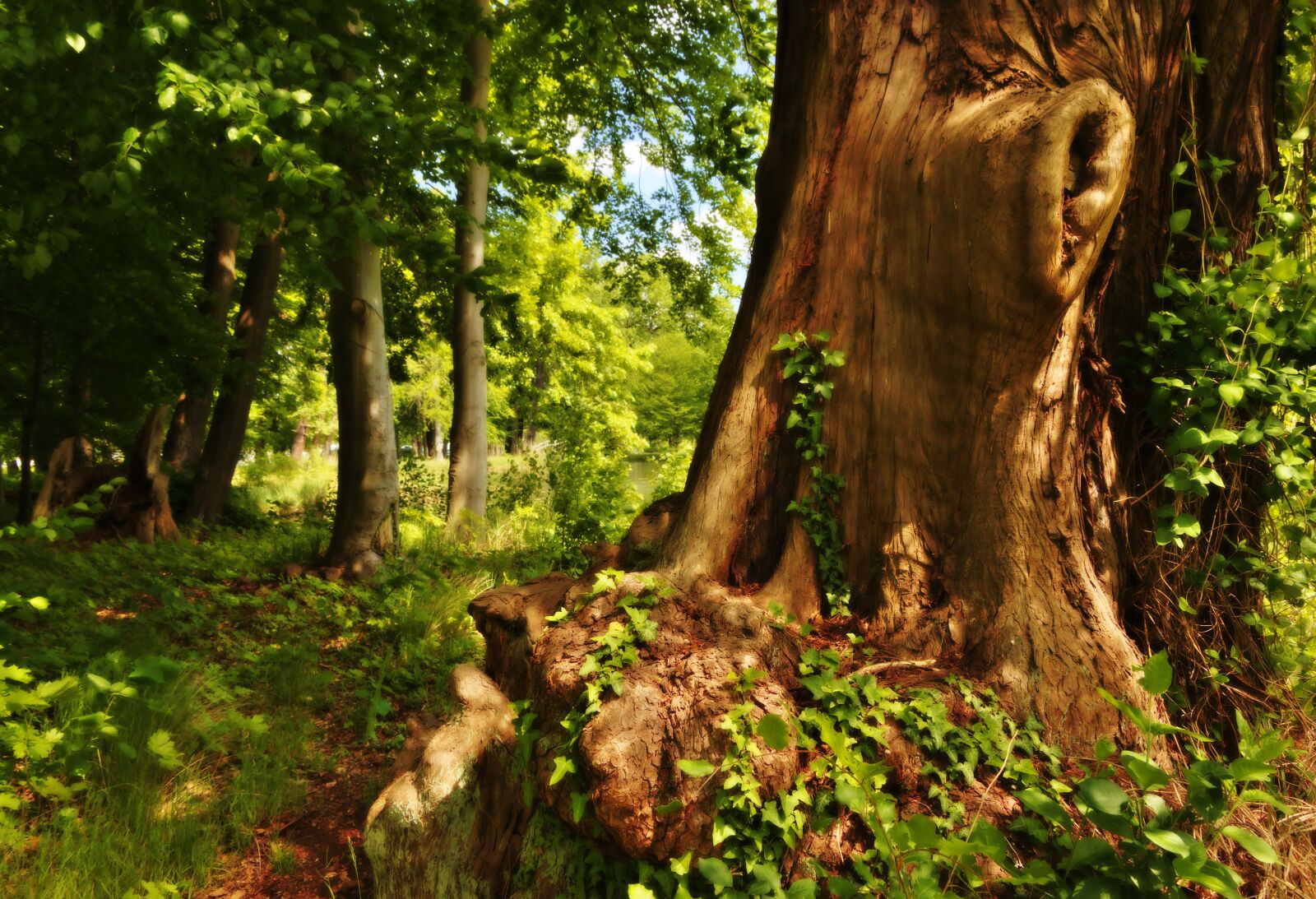 Nikon D5600 sample photo. Log, old, ossified photography