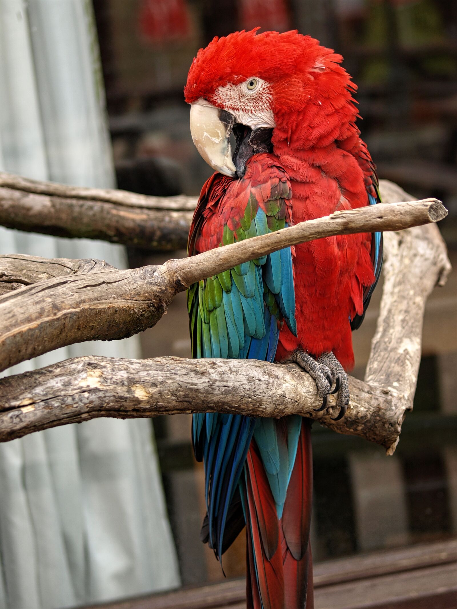 Olympus E-410 (EVOLT E-410) sample photo. Animal, red, parrot photography