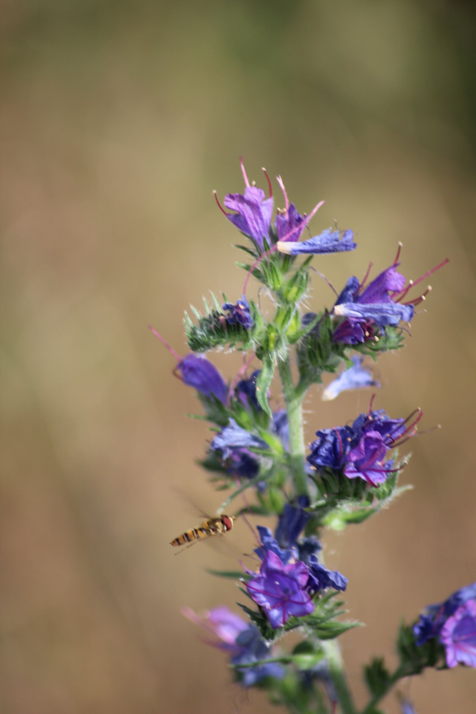 Canon EOS 600D (Rebel EOS T3i / EOS Kiss X5) sample photo. Snake head, usually, raublattgew photography