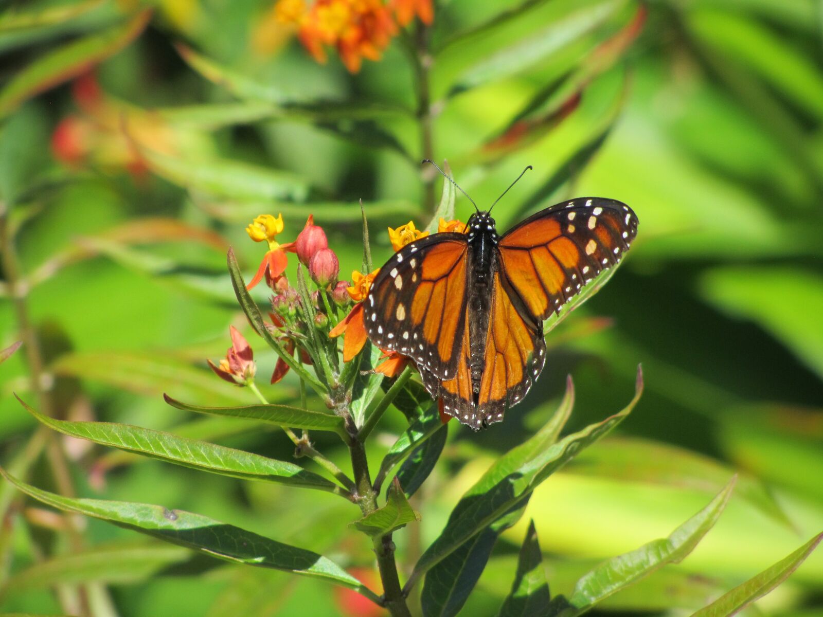 Canon PowerShot SX210 IS sample photo. Butterfly, park, tenerife photography