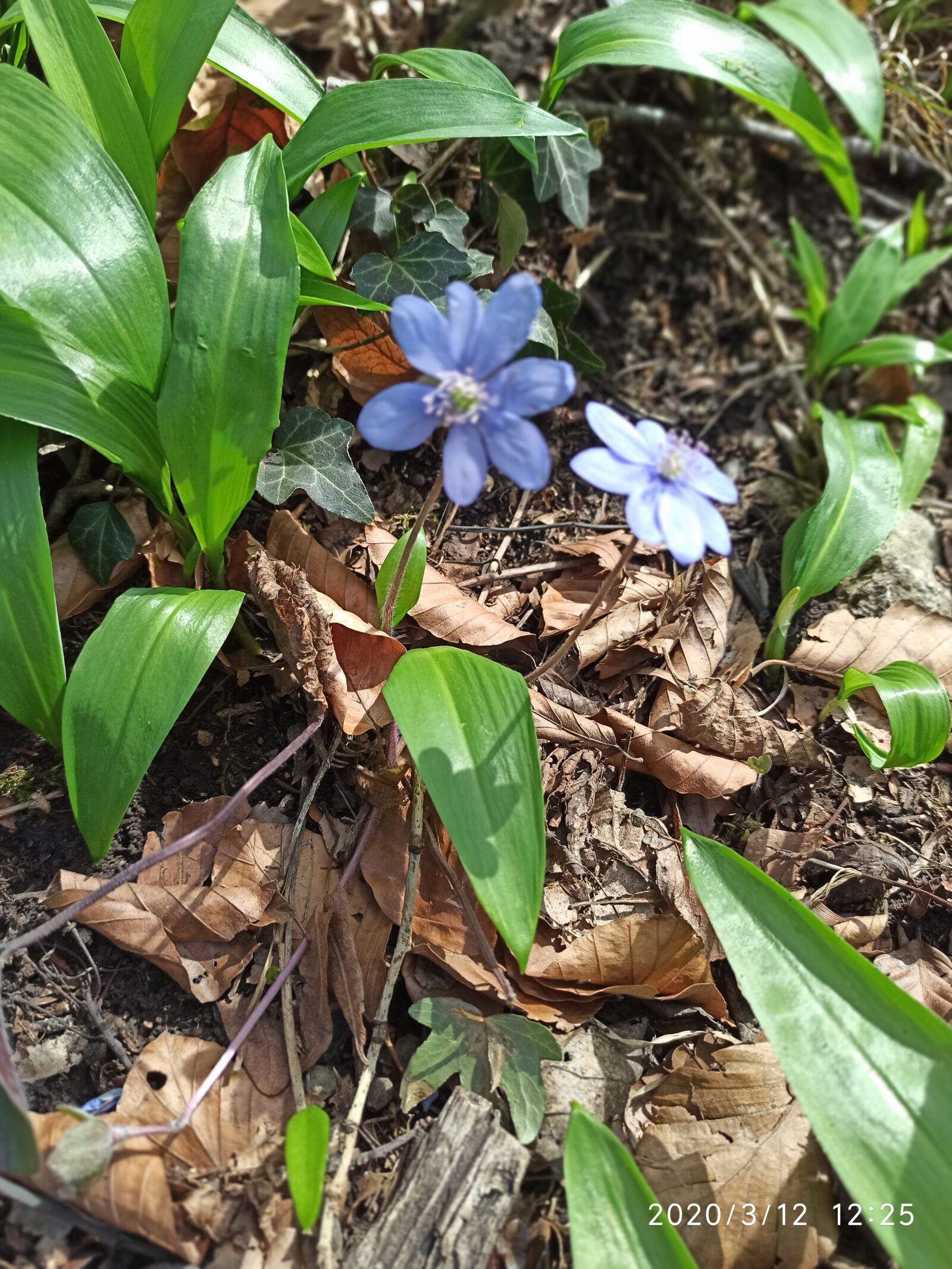 Xiaomi Redmi Note 8 Pro sample photo. Wild garlic forest, wienerwald photography