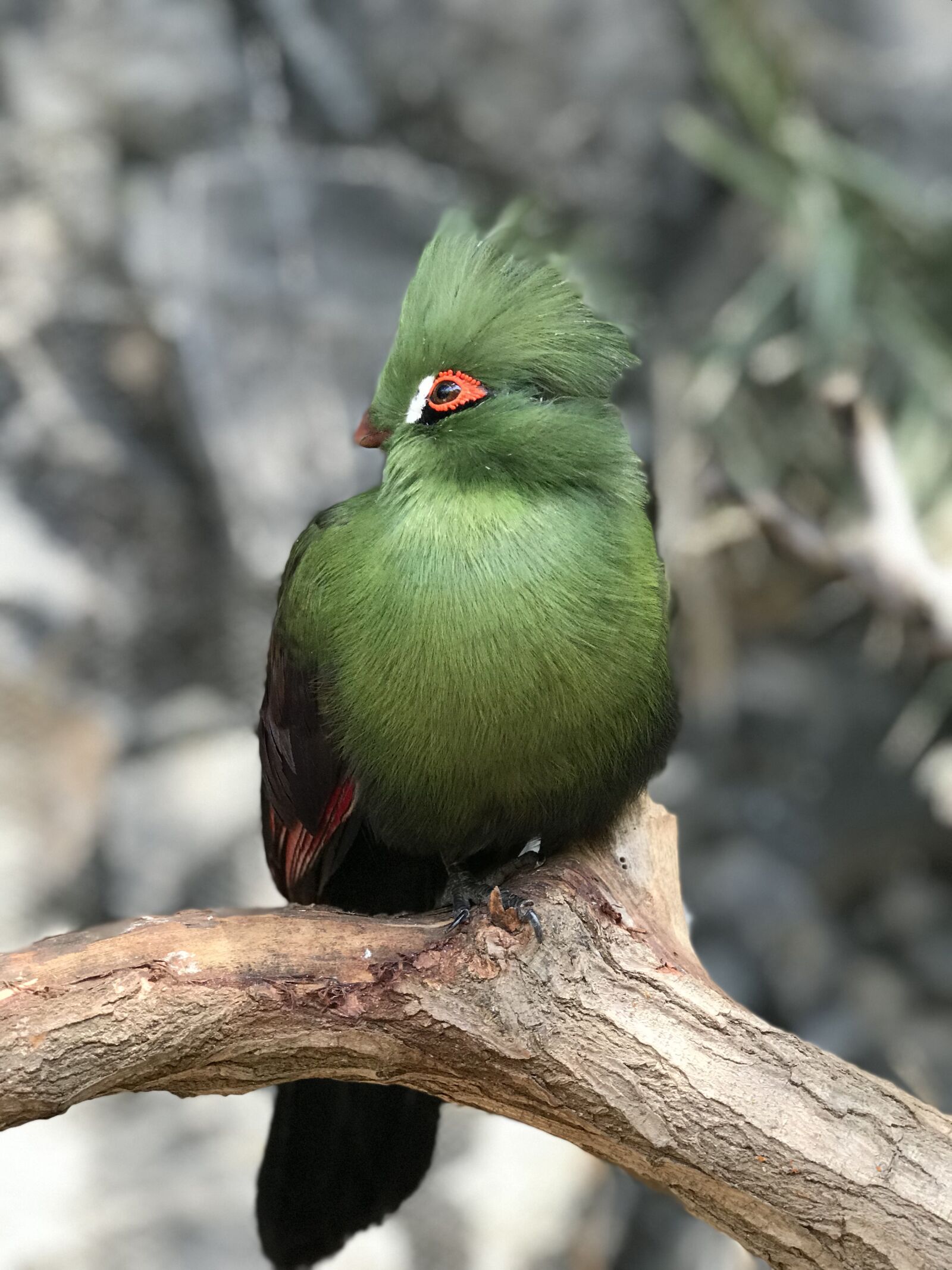 Apple iPhone 7 Plus sample photo. Green, exotic, b photography