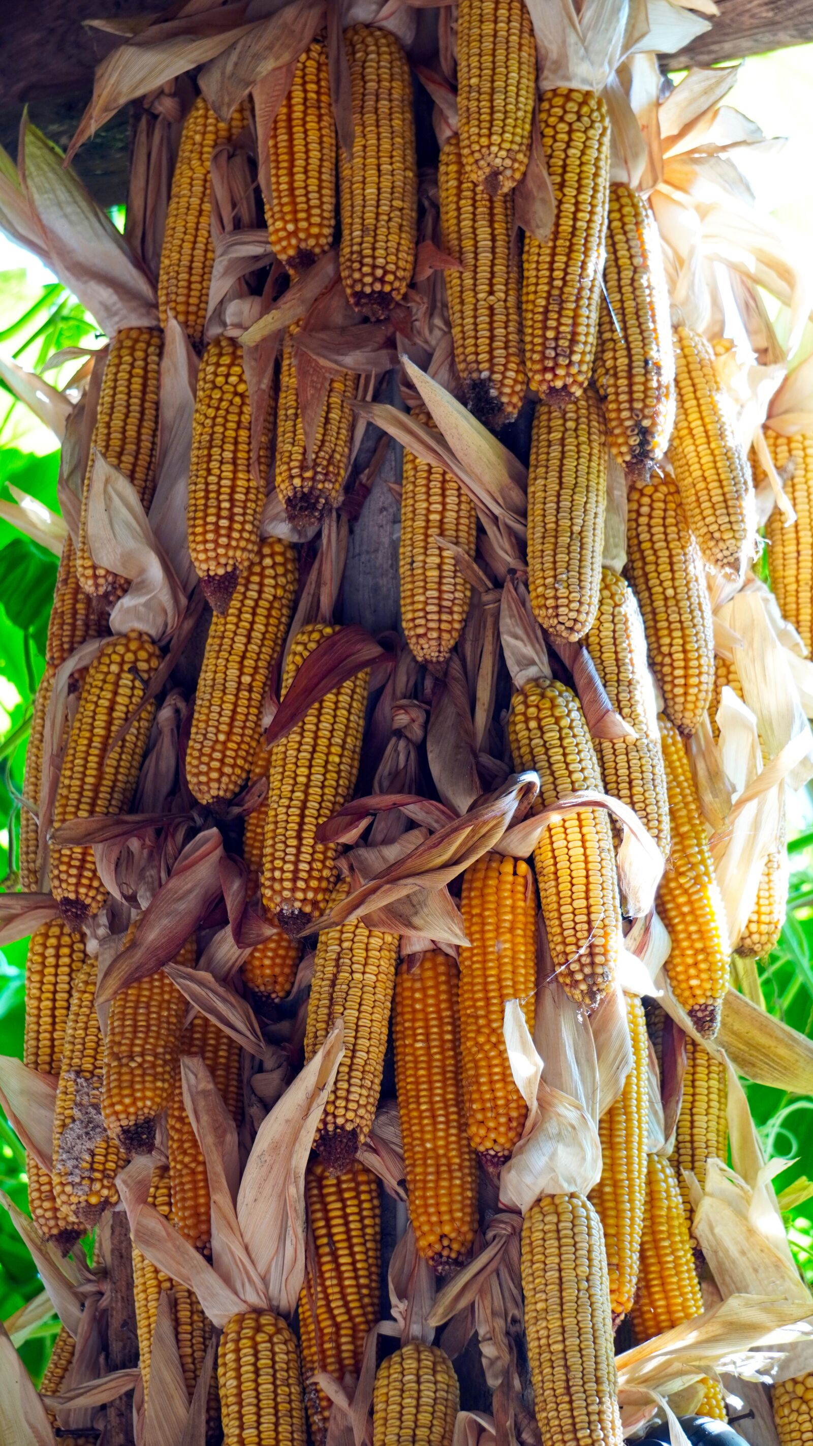 Sony E 55-210mm F4.5-6.3 OSS sample photo. Corn, corn on the photography