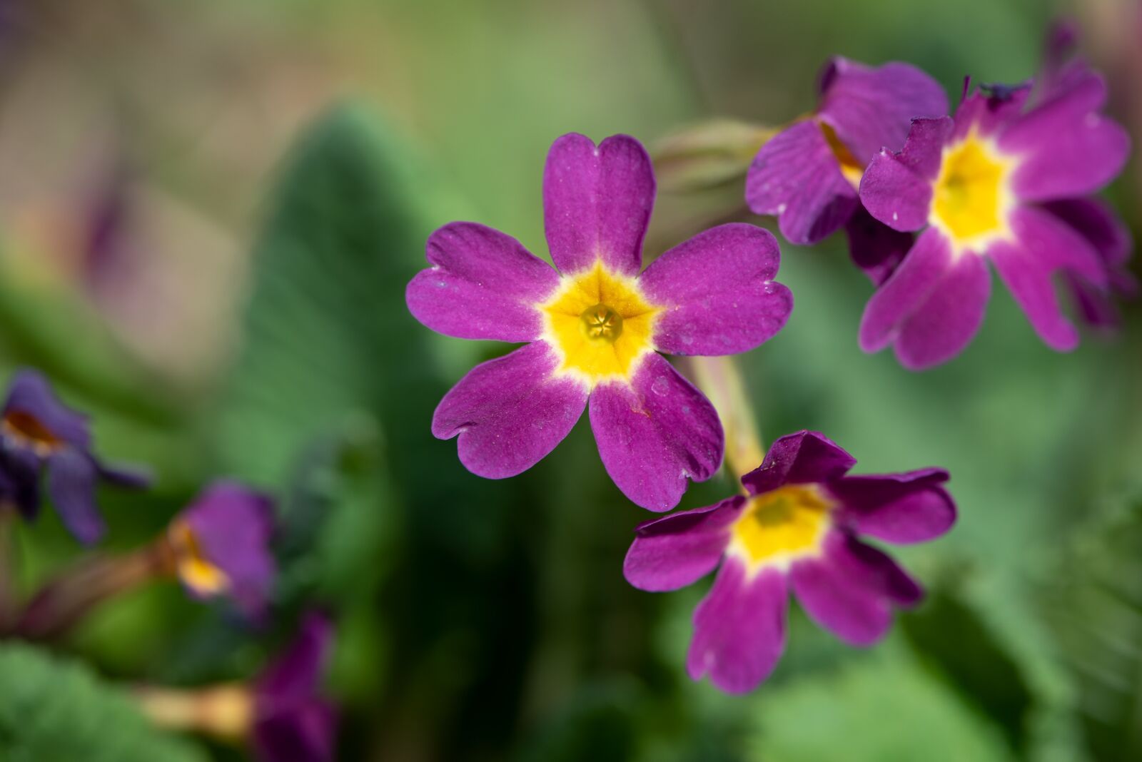 Nikon D750 sample photo. Primroses, flowers, purple photography