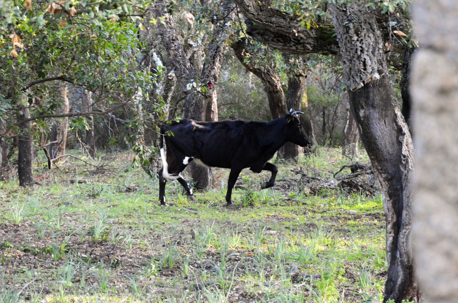 Nikon D3200 sample photo. Cow, wild, black photography