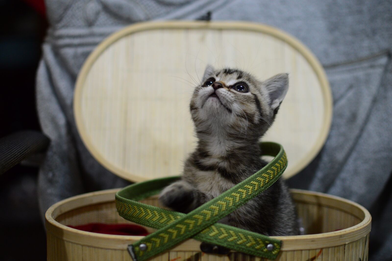 Nikon D3200 sample photo. The basket, animal photography