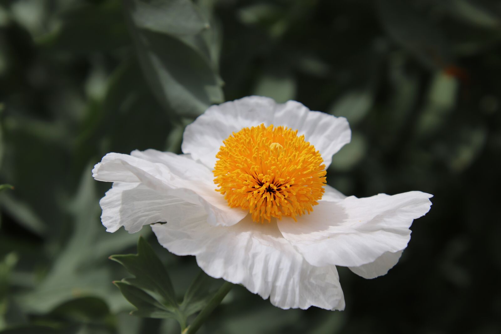 Canon EOS 800D (EOS Rebel T7i / EOS Kiss X9i) sample photo. Flower, white, heart yellow photography
