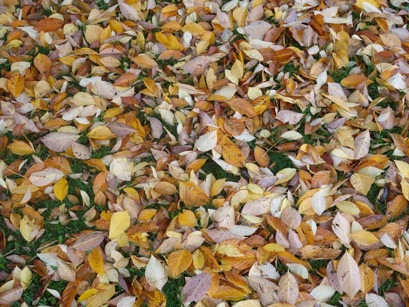Sony Cyber-shot DSC-RX100 II sample photo. Fall foliage, leaves, discolored photography