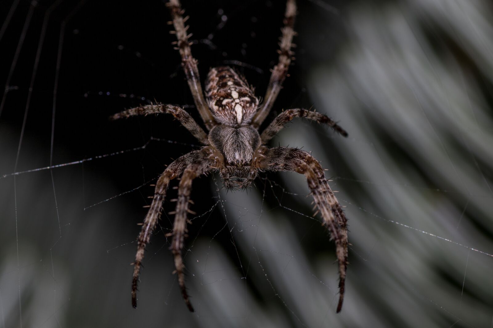 Canon EOS 7D Mark II sample photo. Spider, araneus, cobweb photography