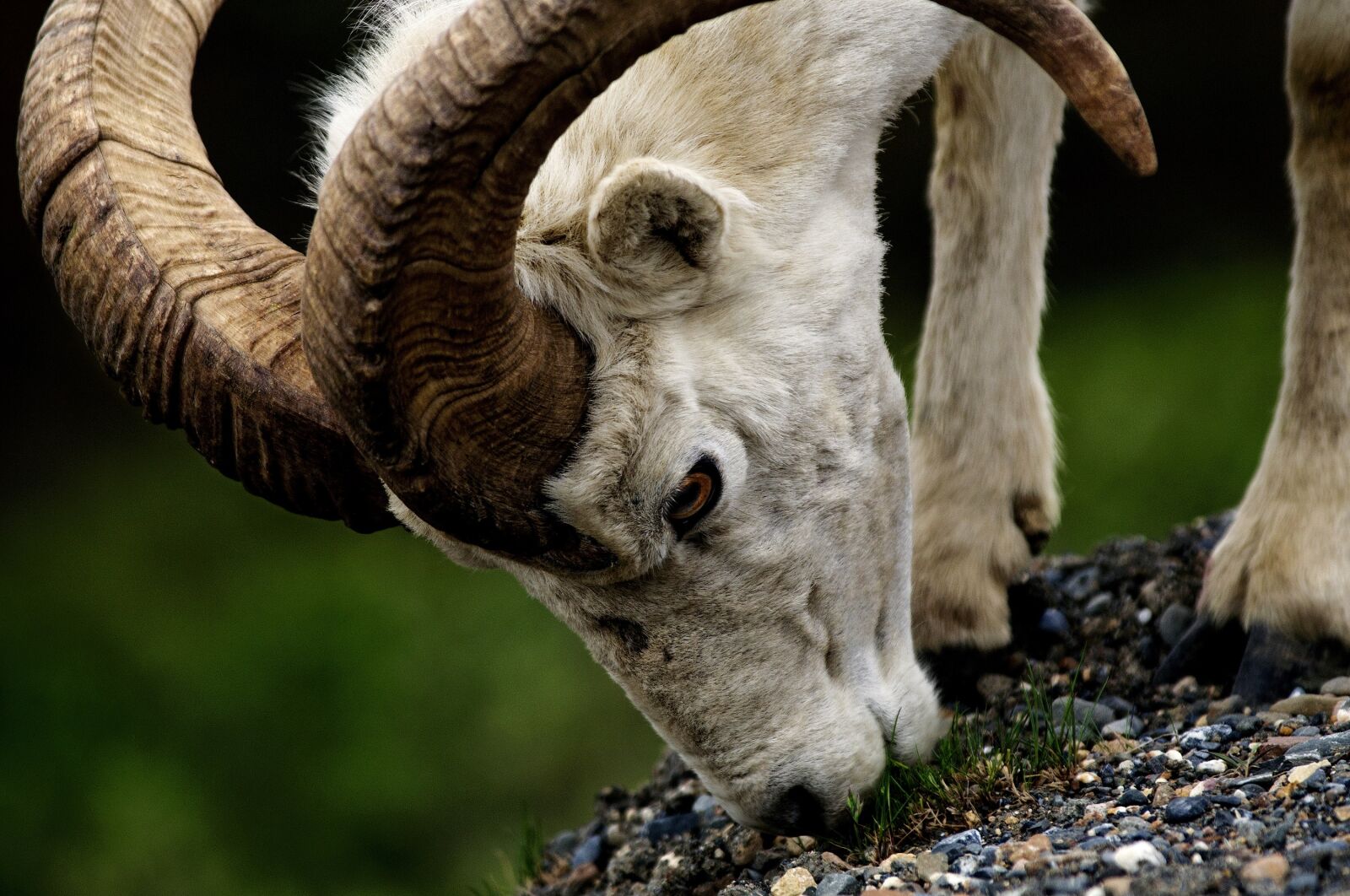 Nikon D300S sample photo. Dall, sheep, ram photography