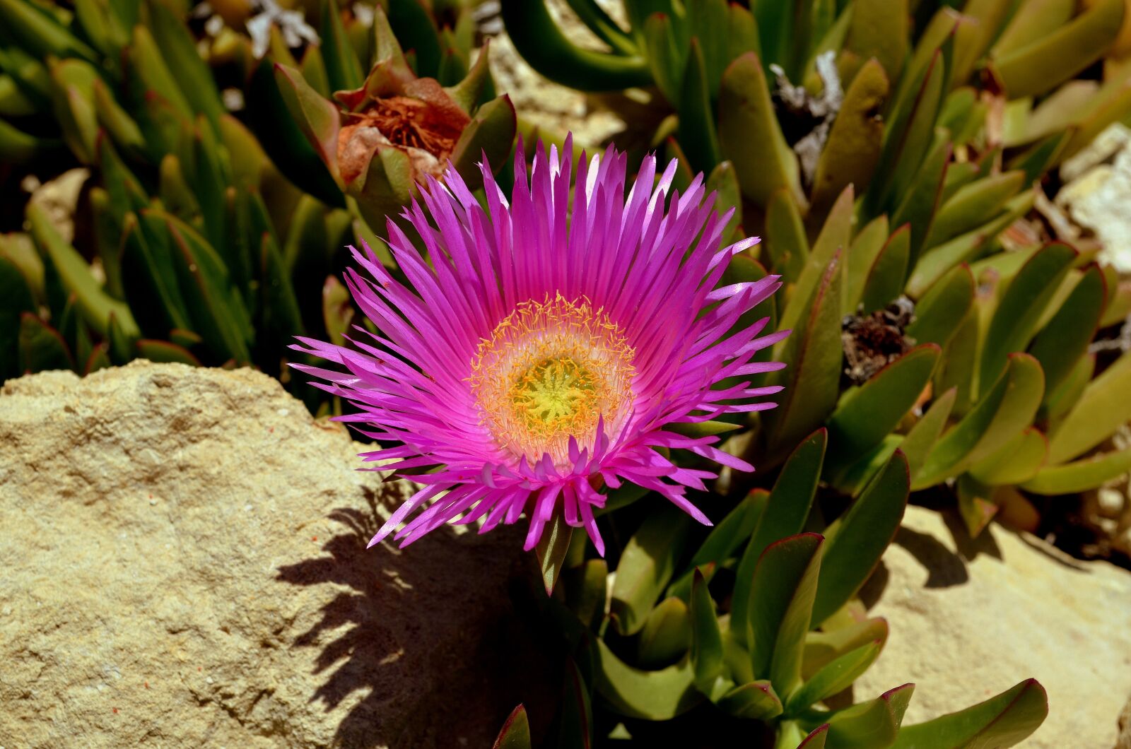 Nikon D5100 sample photo. Flower, australian bush flower photography