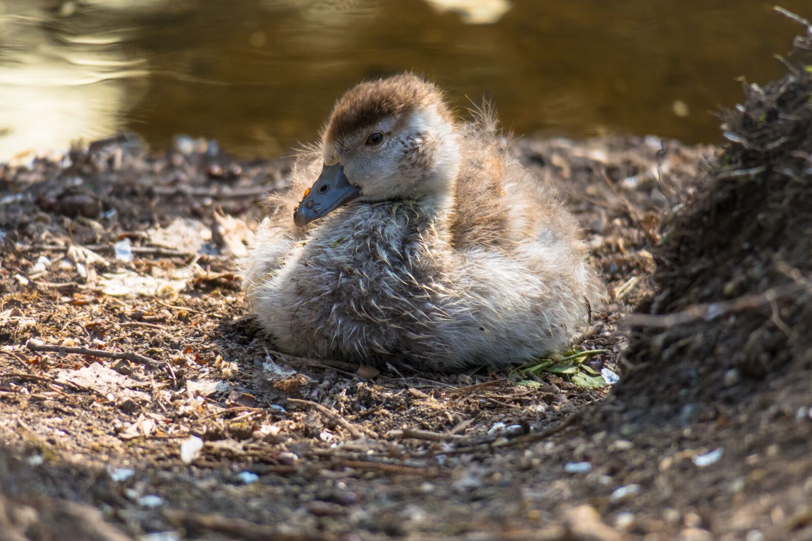 Canon PowerShot G3 X sample photo. Nilgans, chicks, goose photography