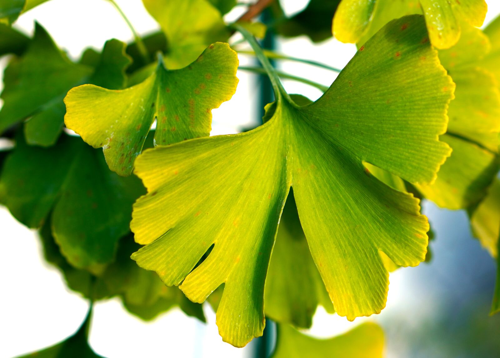 Sony a6400 + E 50mm F1.8 OSS sample photo. Ginkgo, leaves, tree photography