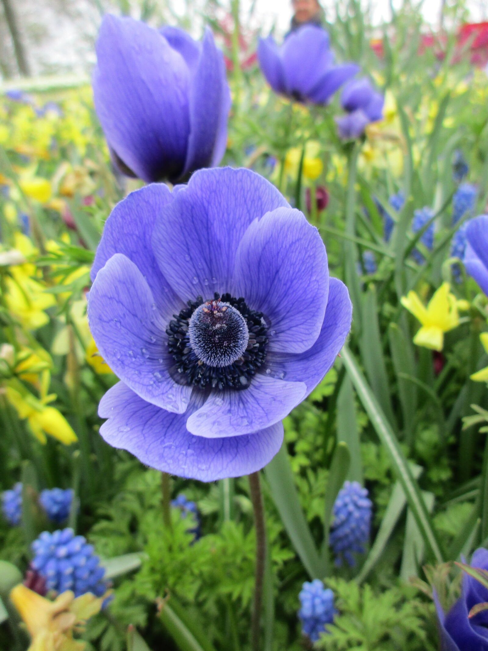 Canon PowerShot ELPH 170 IS (IXUS 170 / IXY 170) sample photo. Anemone, purple, flowers photography