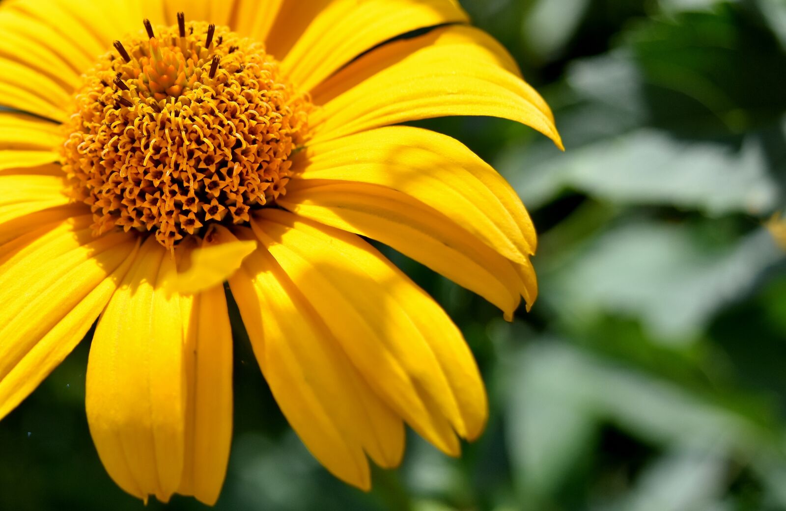 Nikon D7200 sample photo. Flower, yellow, blossom photography