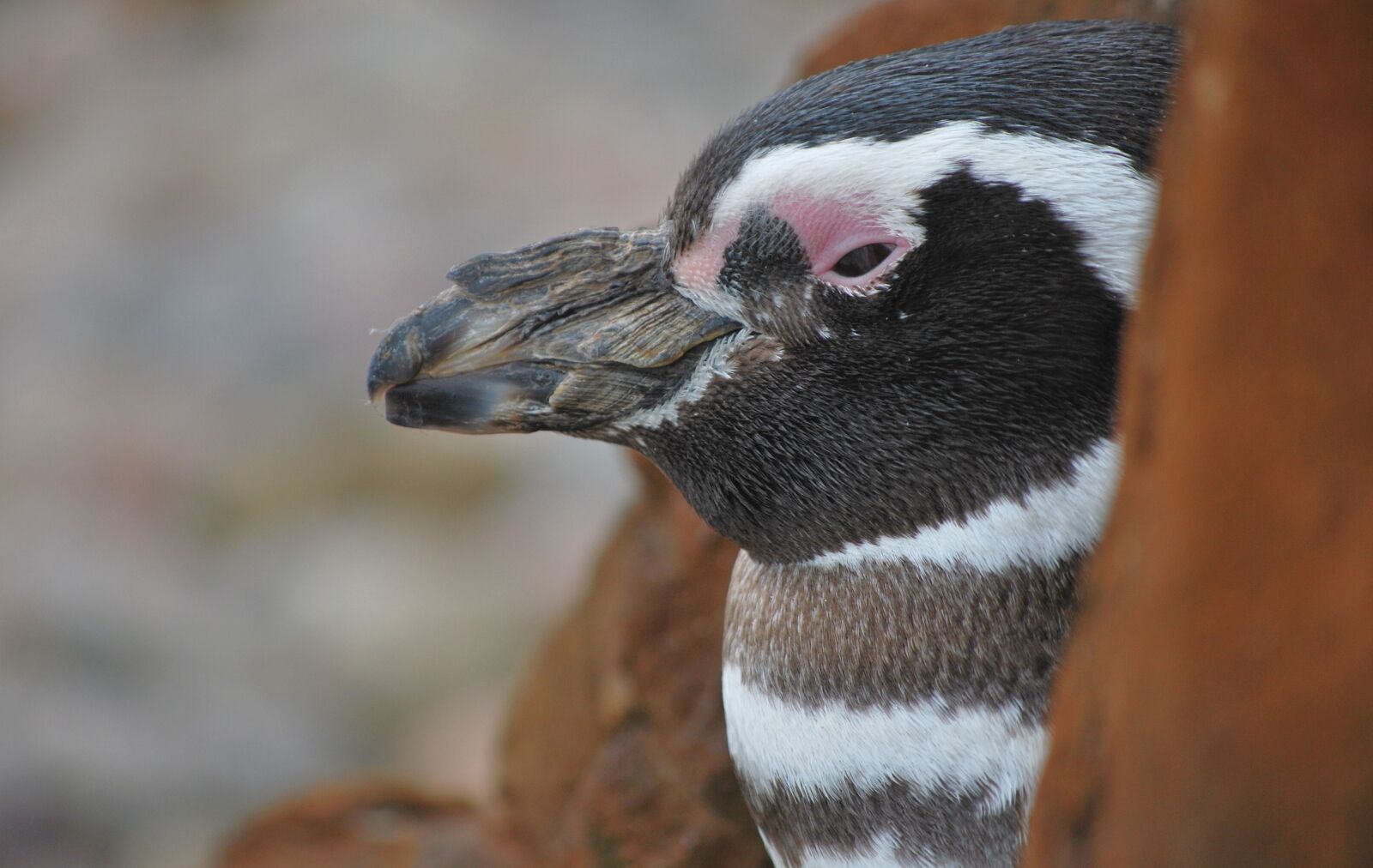 Nikon D60 sample photo. Wildlife, bird, nature photography