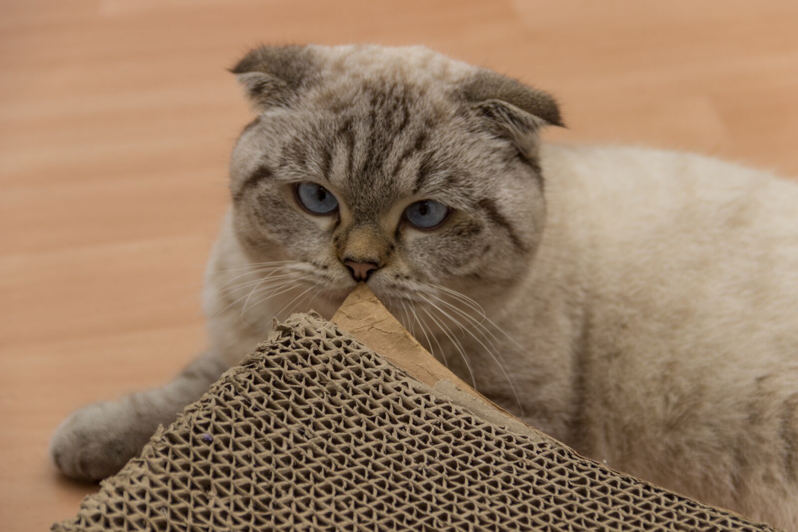 Canon EF-S 18-135mm F3.5-5.6 IS sample photo. Cat, britsch short hair photography