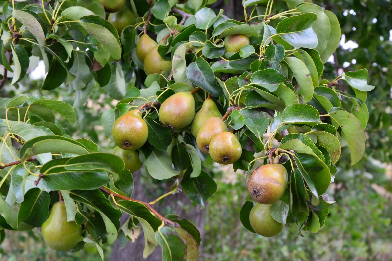 Nikon D5100 sample photo. Pears, pear, orchard photography