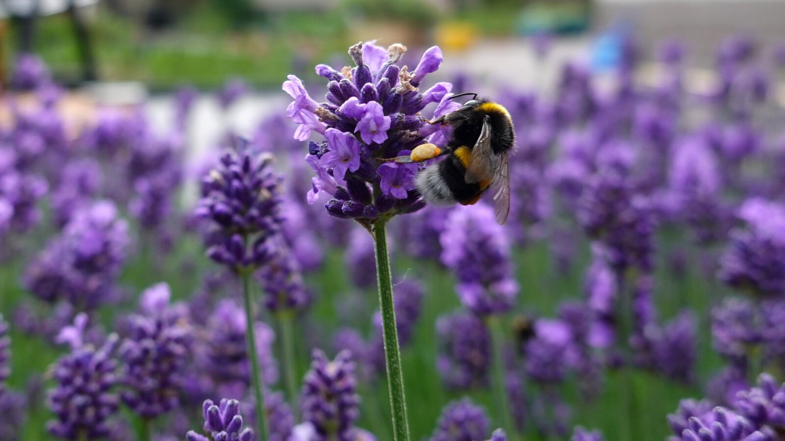 Sony Cyber-shot DSC-RX100 VI sample photo. Bumblebee, purple, lavender photography