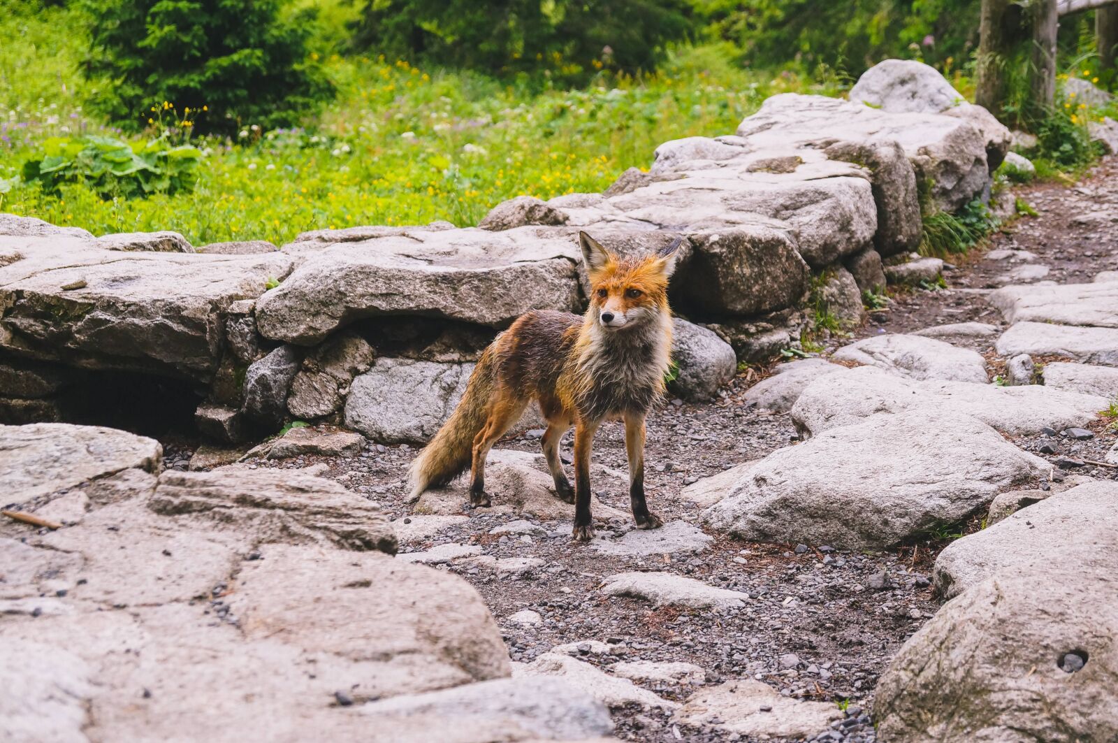 Sony SLT-A37 sample photo. Fox, nature, mammal photography