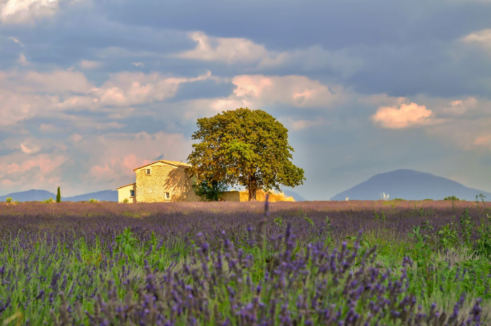 Nikon D90 sample photo. Nature, landscape, lavender field photography