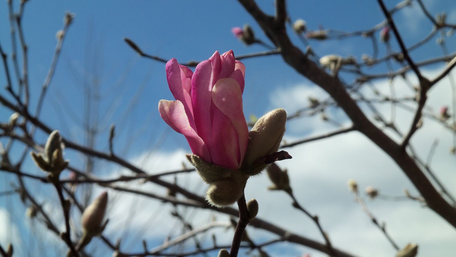Kodak EASYSHARE M580 DIGITAL CAMERA sample photo. Magnolia, pink, flower photography