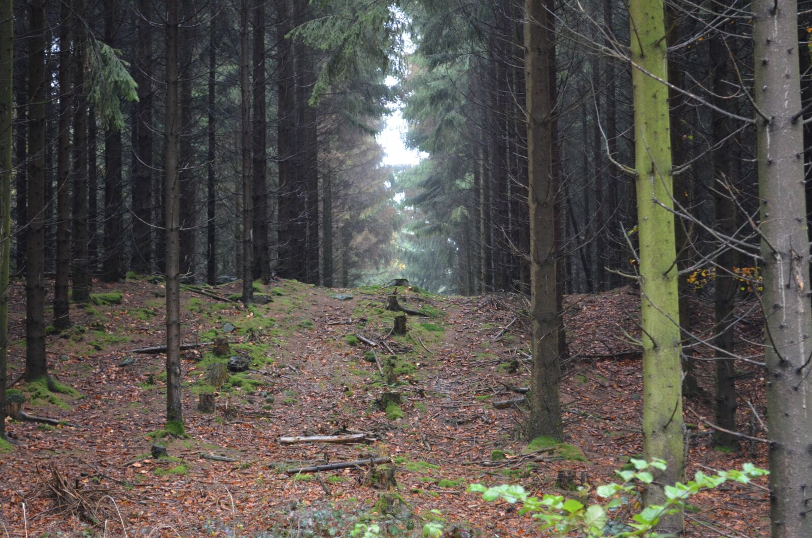 Nikon D5100 sample photo. Forest, autumn, dark photography
