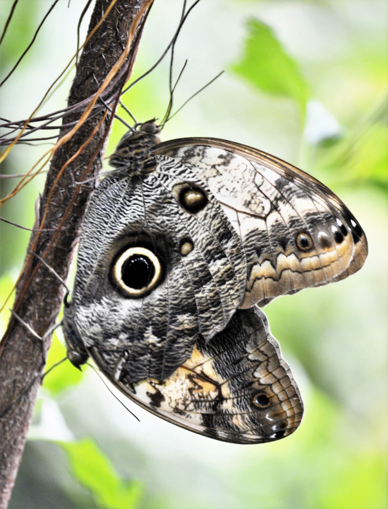 Nikon D3100 sample photo. Butterfly, nature, garden photography