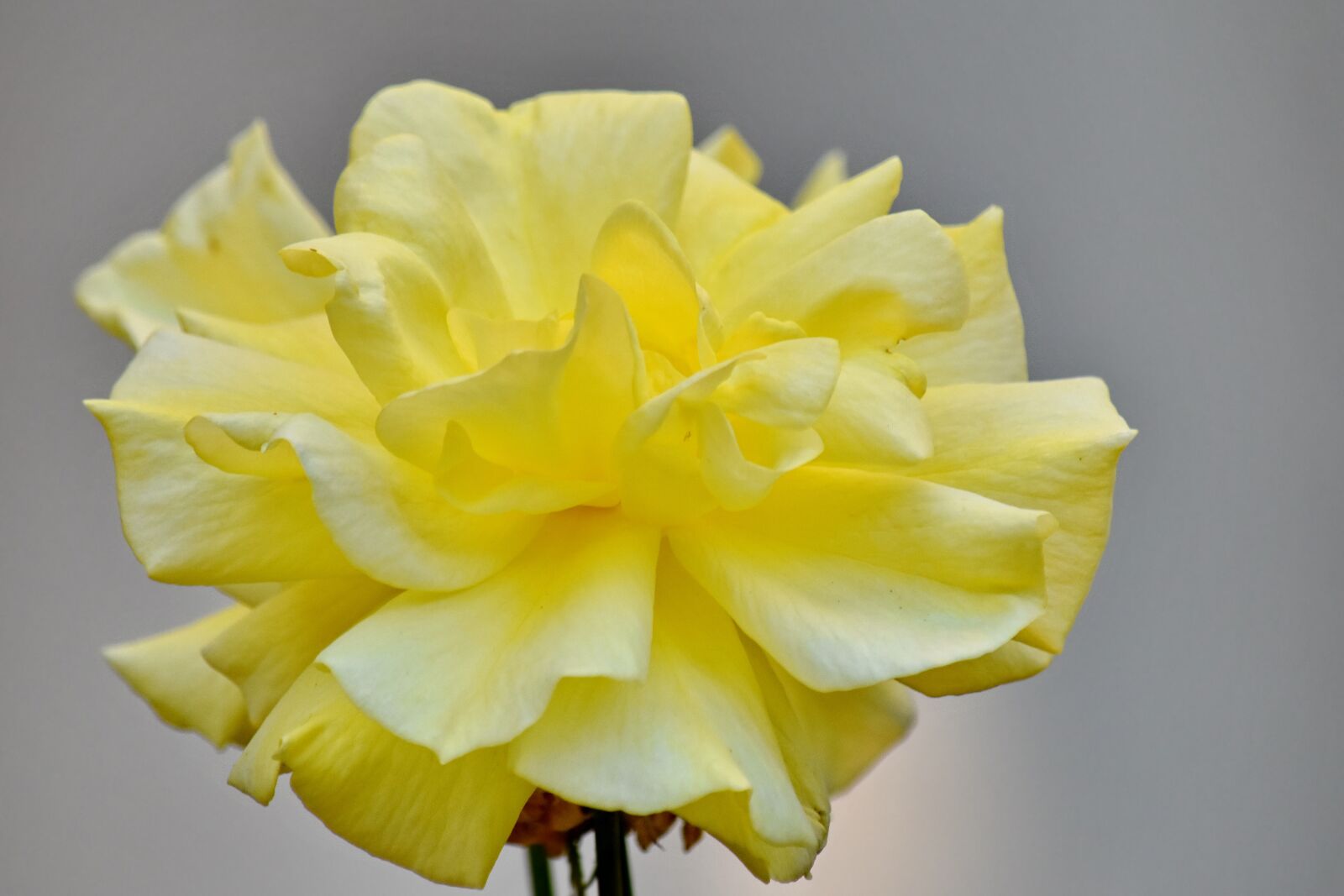 Nikon D5500 sample photo. Petals, horticulture, rose, yellowish photography