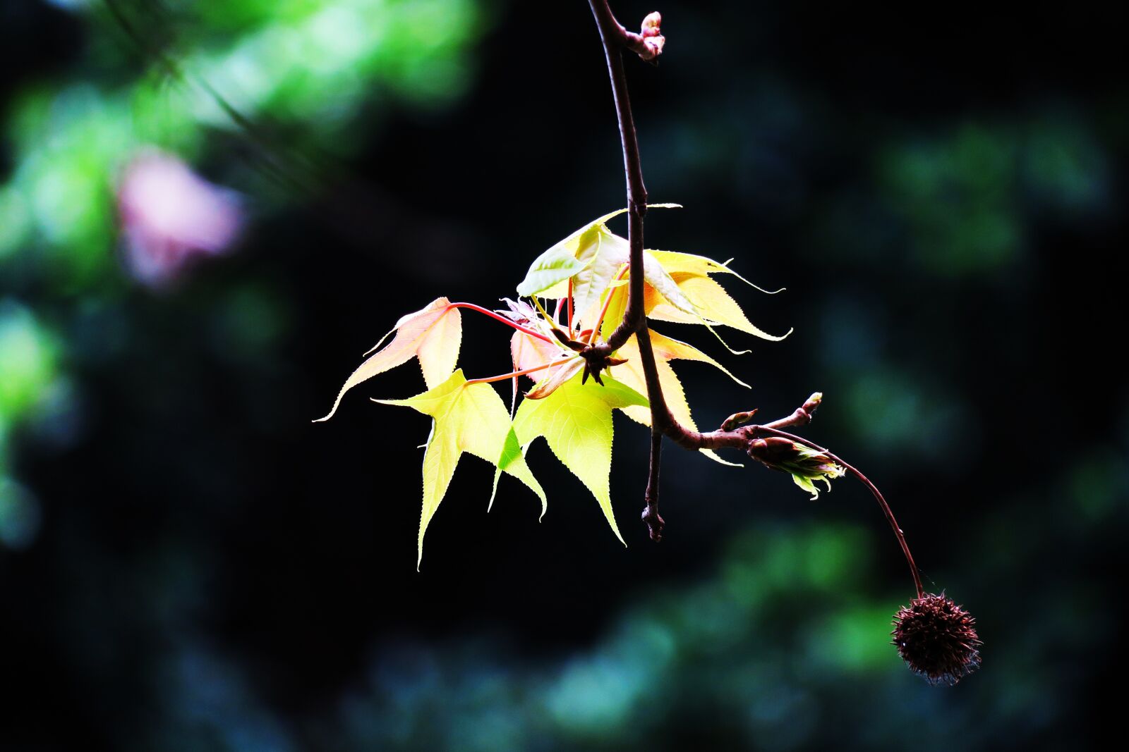 Canon PowerShot G3 X sample photo. Maple leaf, plant, nature photography