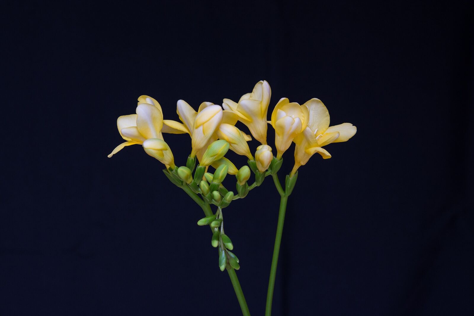 Nikon D7100 sample photo. Flowers, yellow flowers, freesia photography