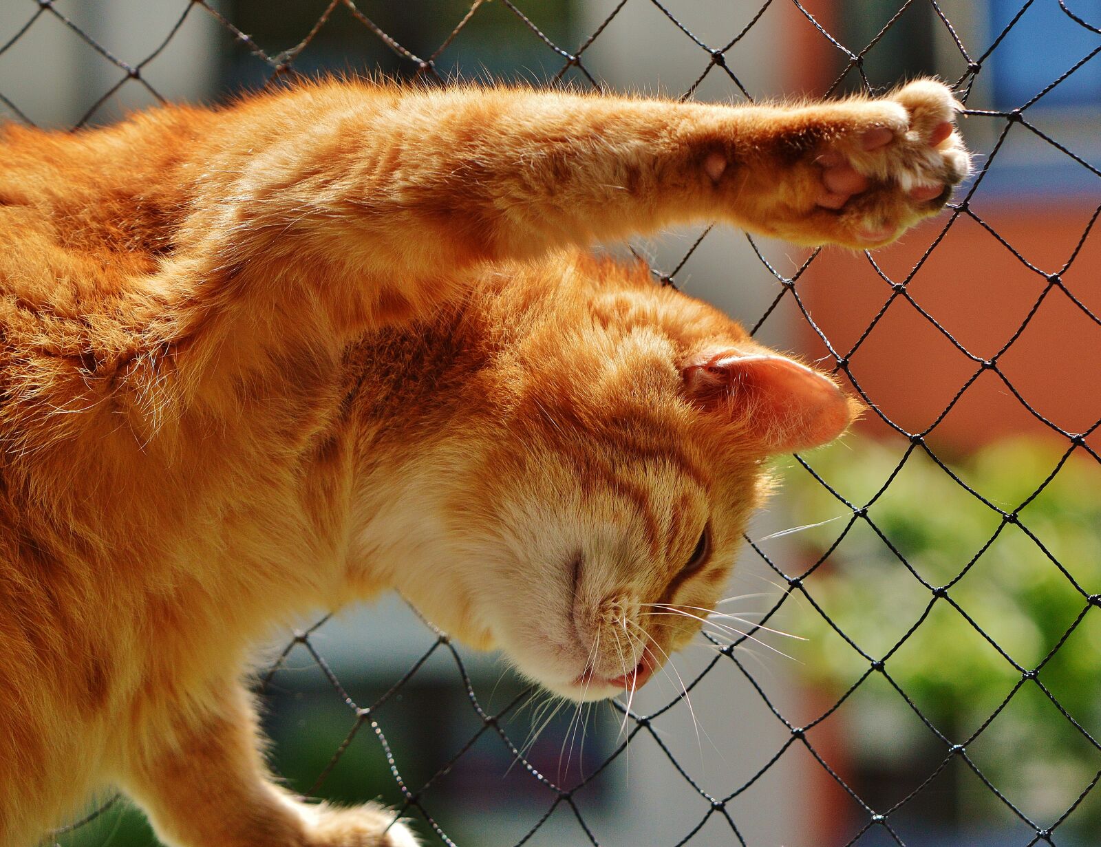 Nikon D3200 sample photo. Cat, face, close up photography