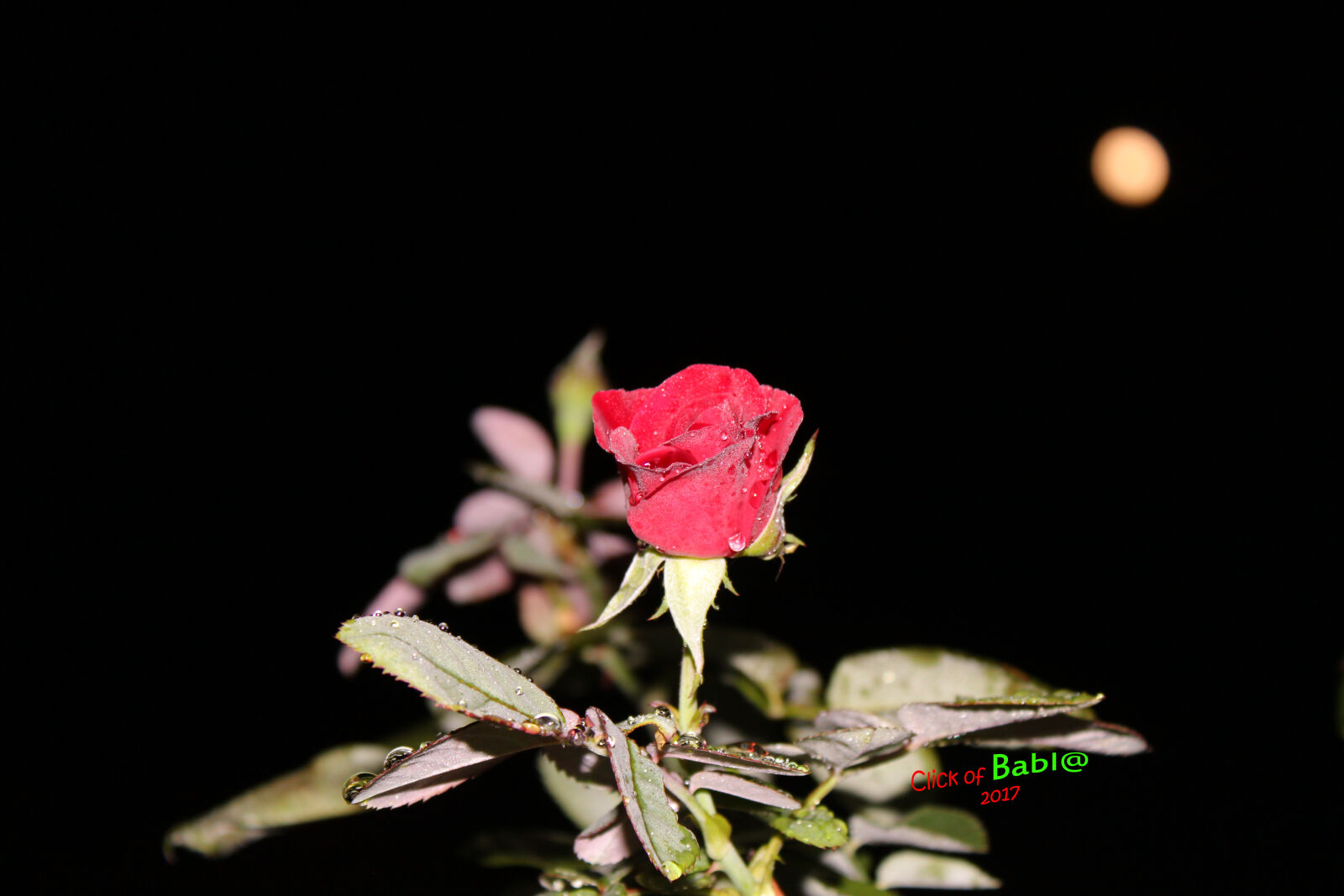 Canon EOS 700D (EOS Rebel T5i / EOS Kiss X7i) sample photo. Click, of, babl photography