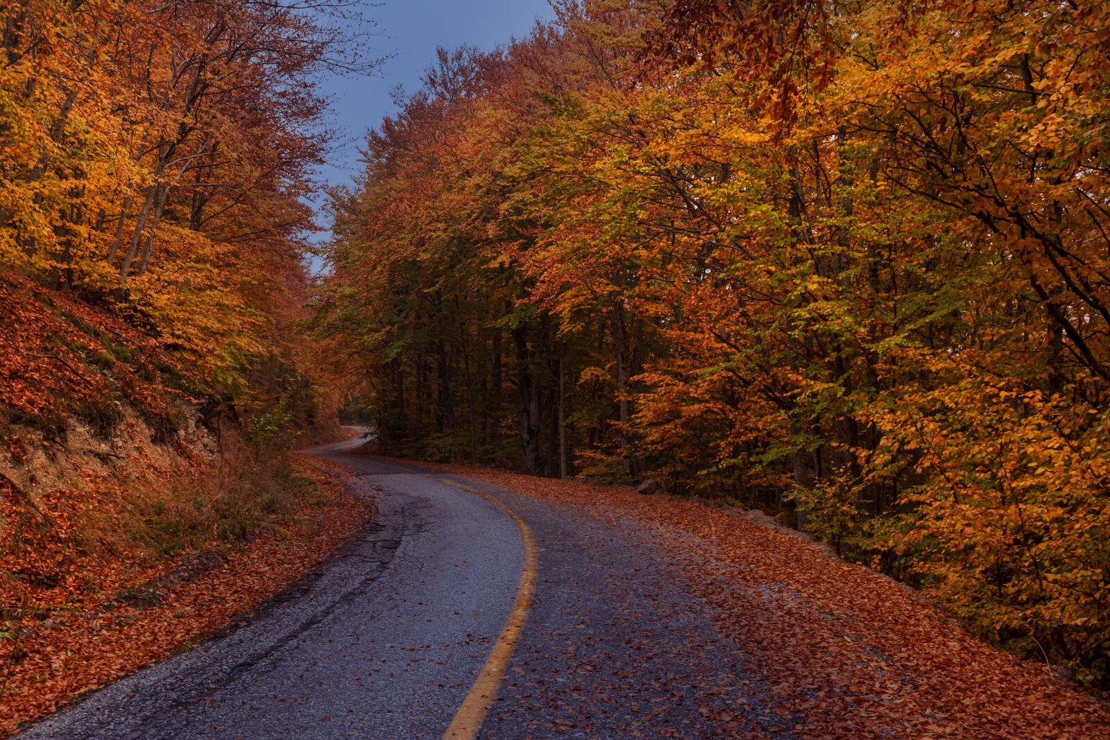 Tamron SP 24-70mm F2.8 Di VC USD sample photo. Fall, autumn, fantasy photography