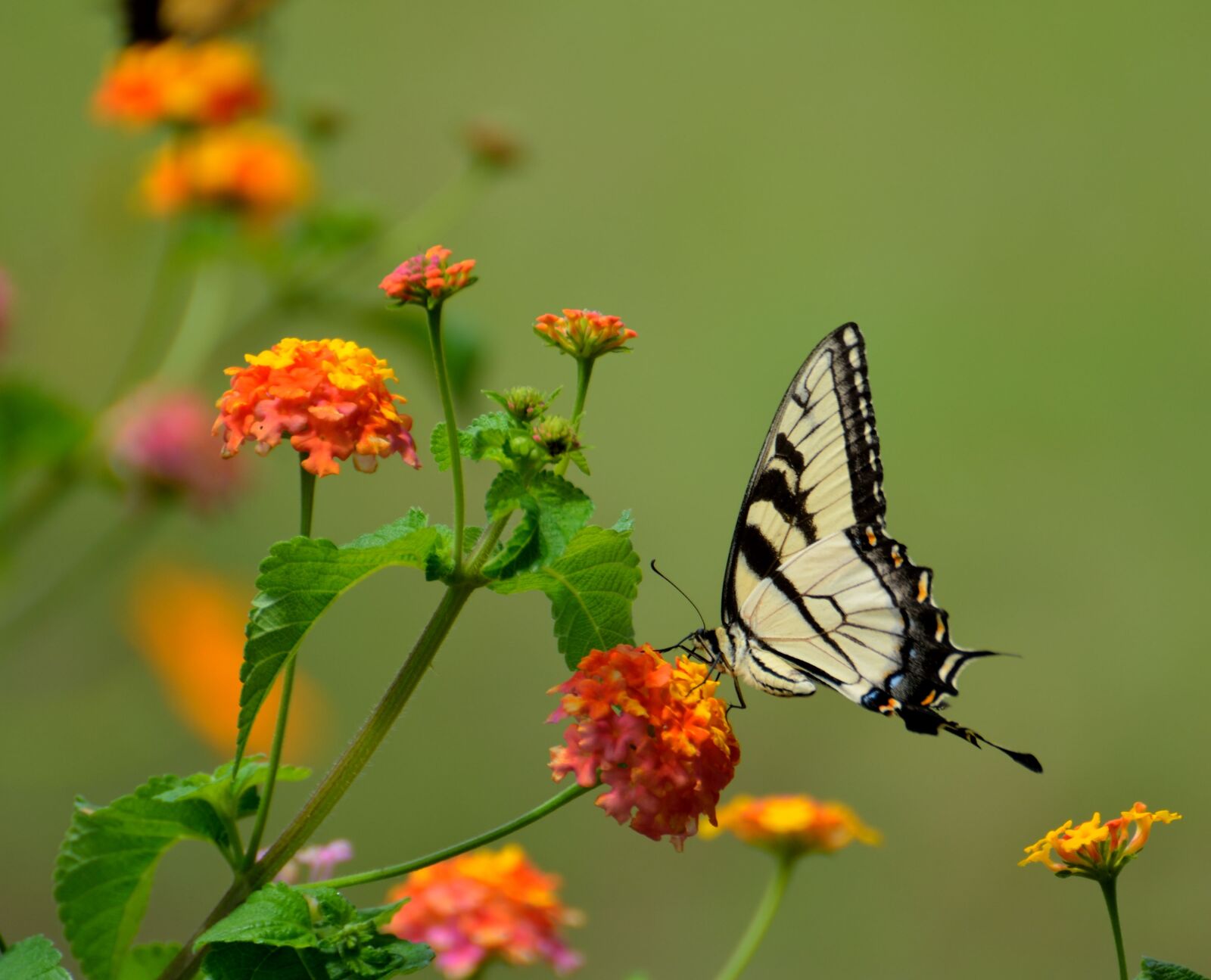 Nikon D7000 sample photo. Swallow tail, butterfly, insect photography