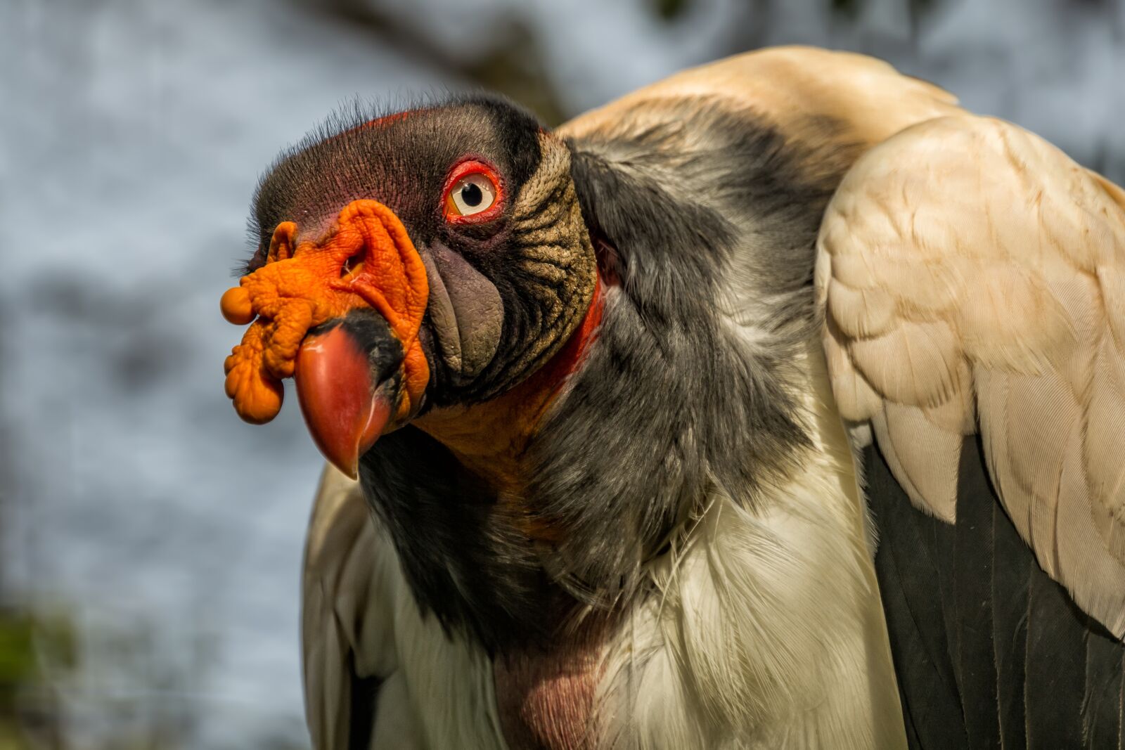 Canon EOS 60D + Canon EF 70-300mm F4-5.6L IS USM sample photo. Zoo, vulture, nature photography