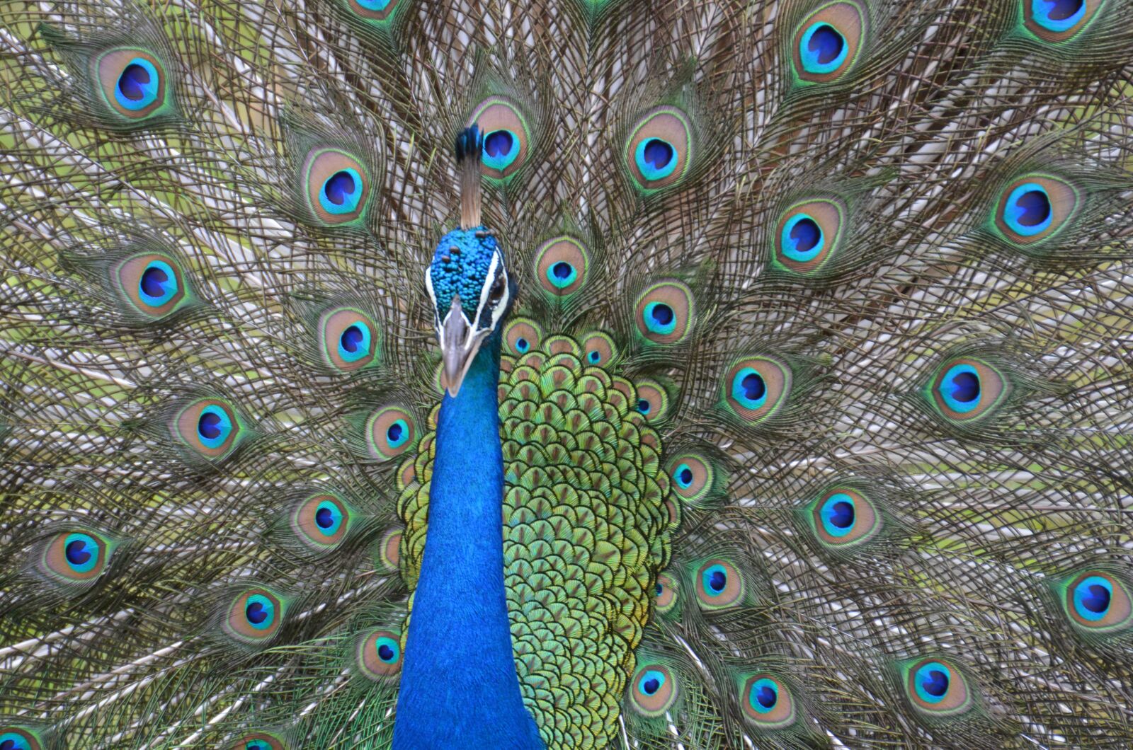 Nikon D7000 sample photo. Peacock, bird, feather photography