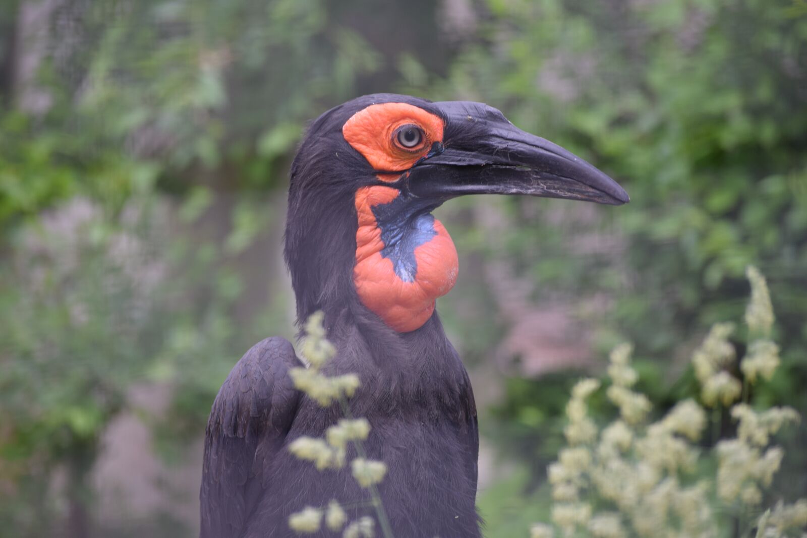 Nikon D3300 sample photo. Southern ground hornbill, hornbill photography