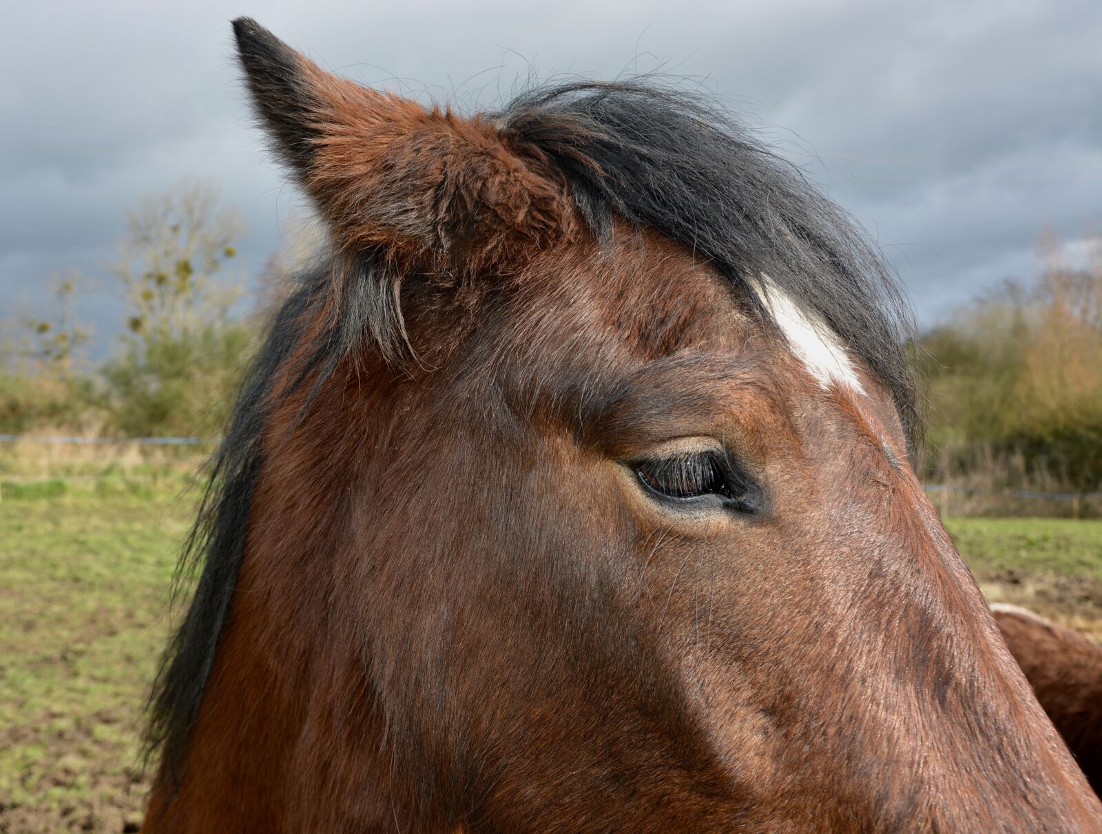 Nikon D5200 sample photo. Horse head profile, brown photography