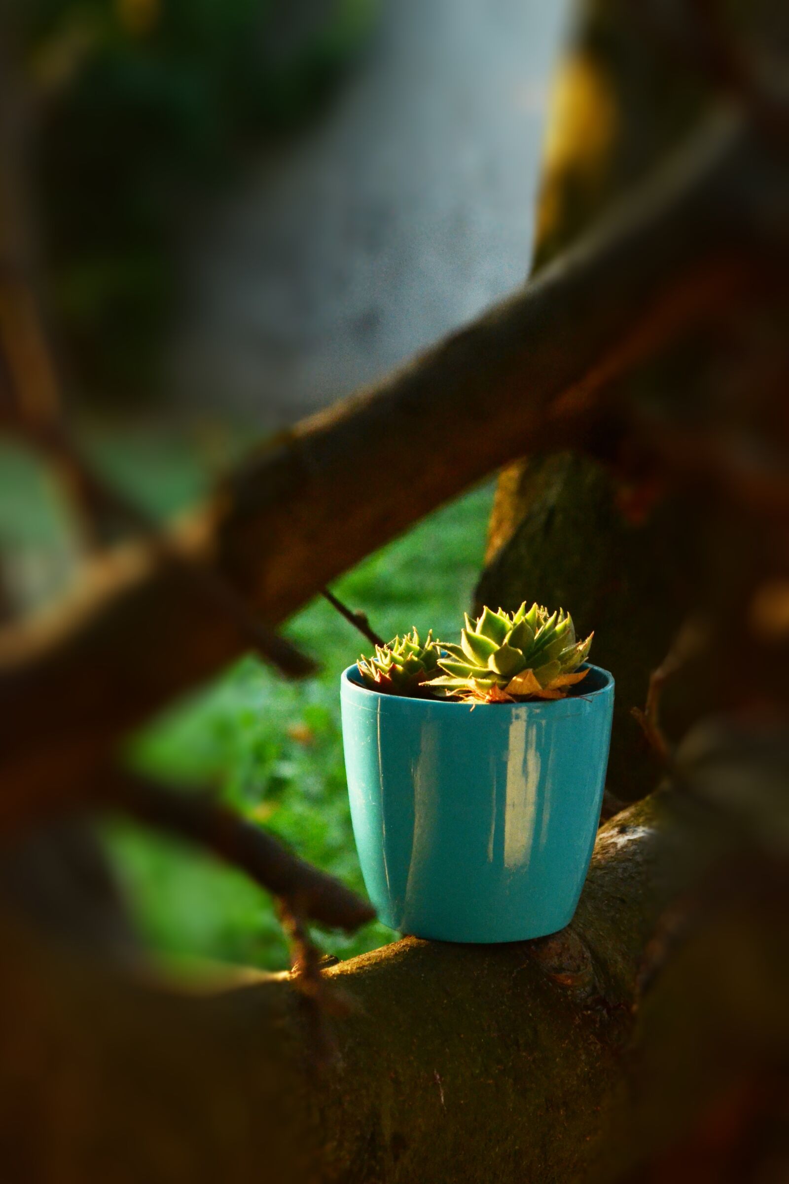 Nikon D3100 sample photo. Cactus, succulent, nature photography