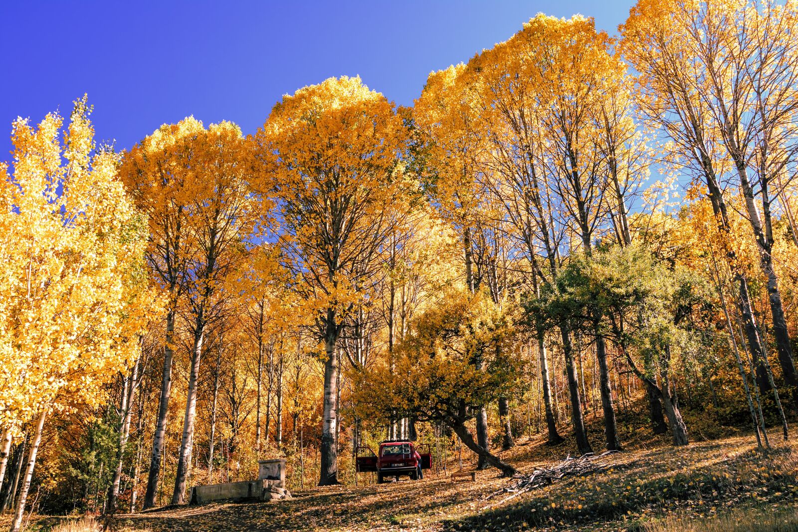 Nikon D7100 sample photo. Autumn, season, nature photography