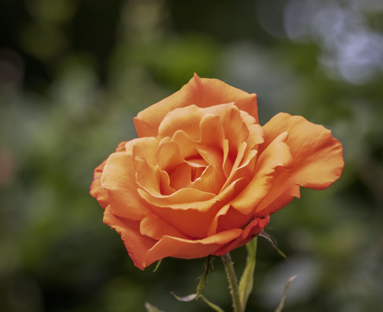 Sigma 100-400mm F5-6.3 DG OS HSM sample photo. Rose, petals, scent photography