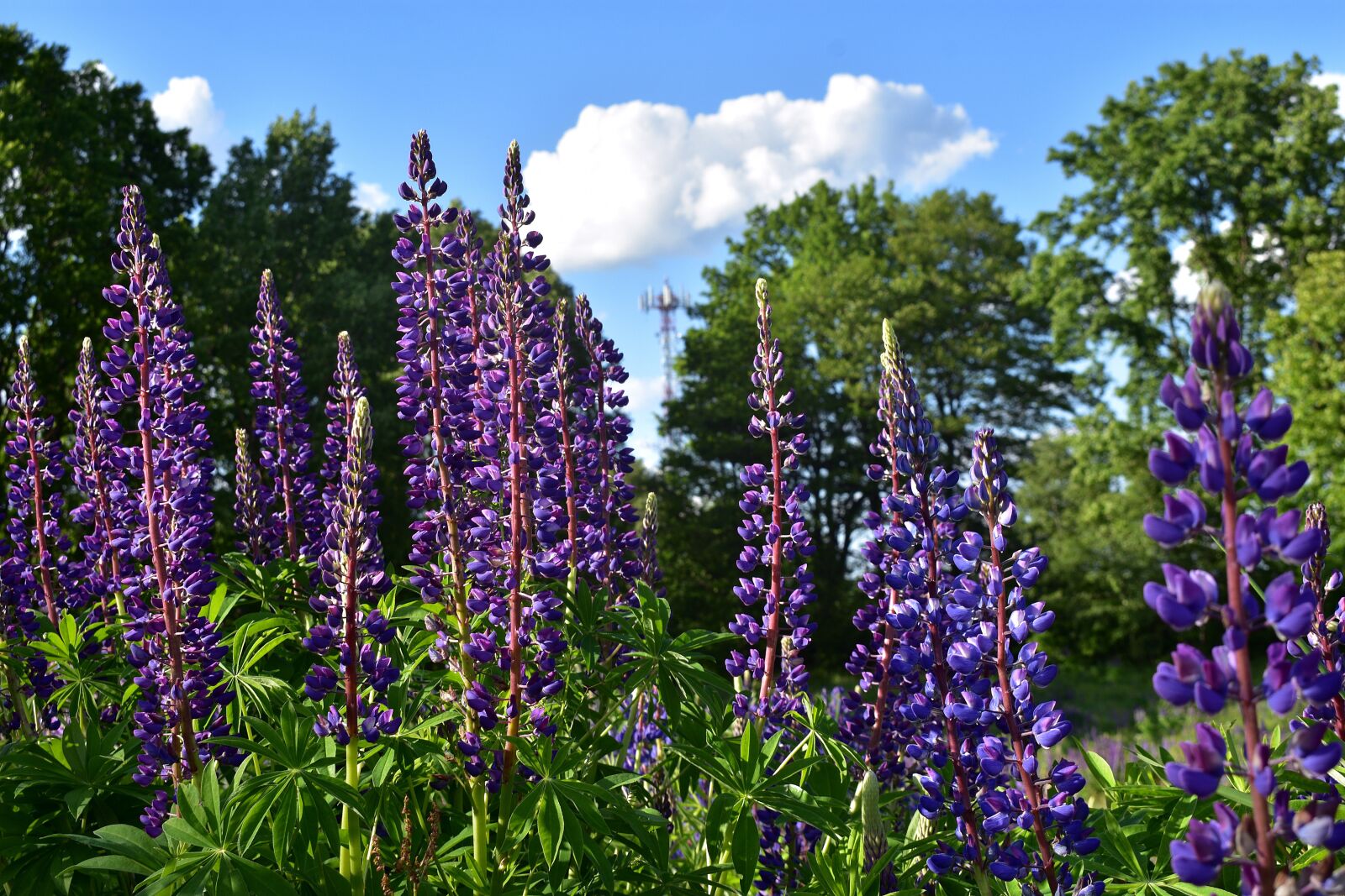 Nikon D3400 sample photo. Lupine, field, flower photography