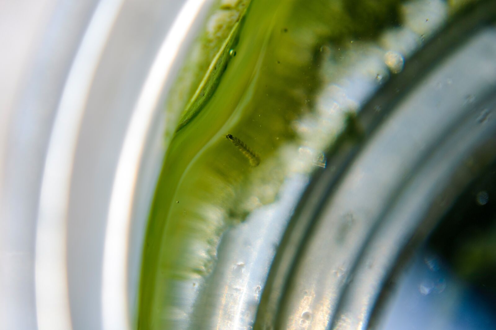 Nikon D3400 sample photo. Mosquito, larvae, dirty photography