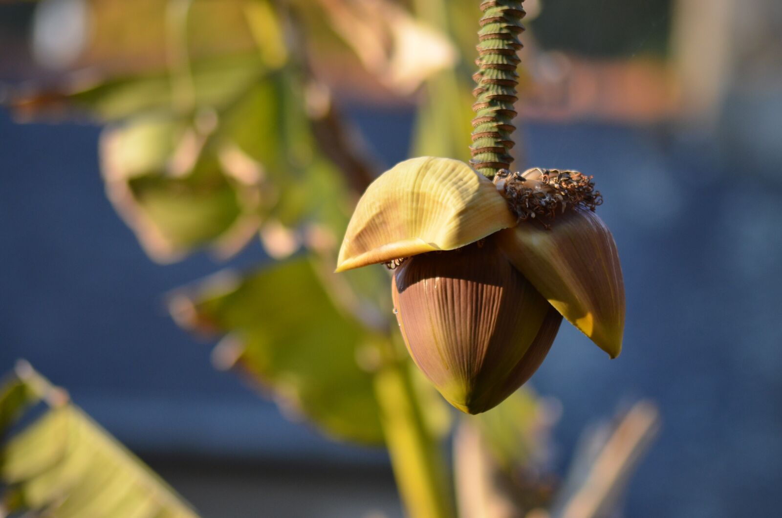 Nikon D5100 sample photo. Banana, diet, banana diet photography