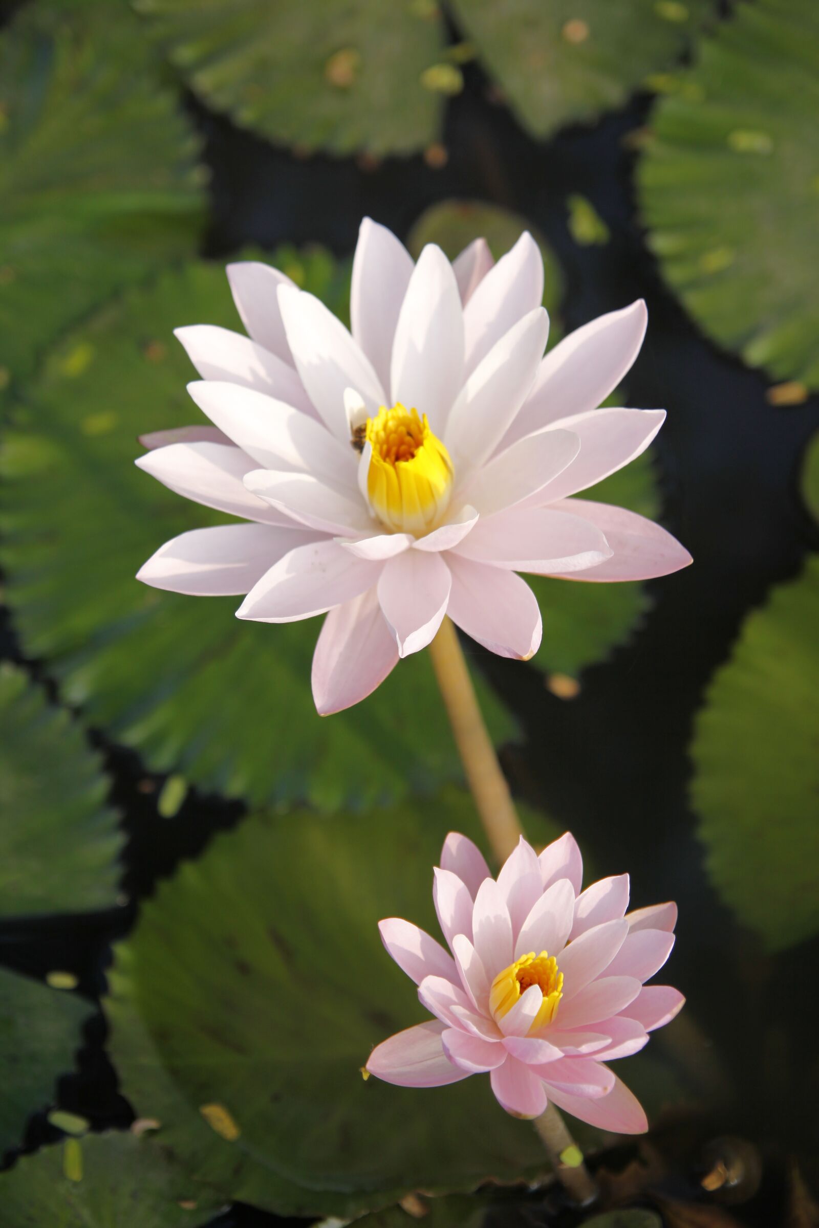 Canon EOS 50D sample photo. Water lily, sung, pond photography