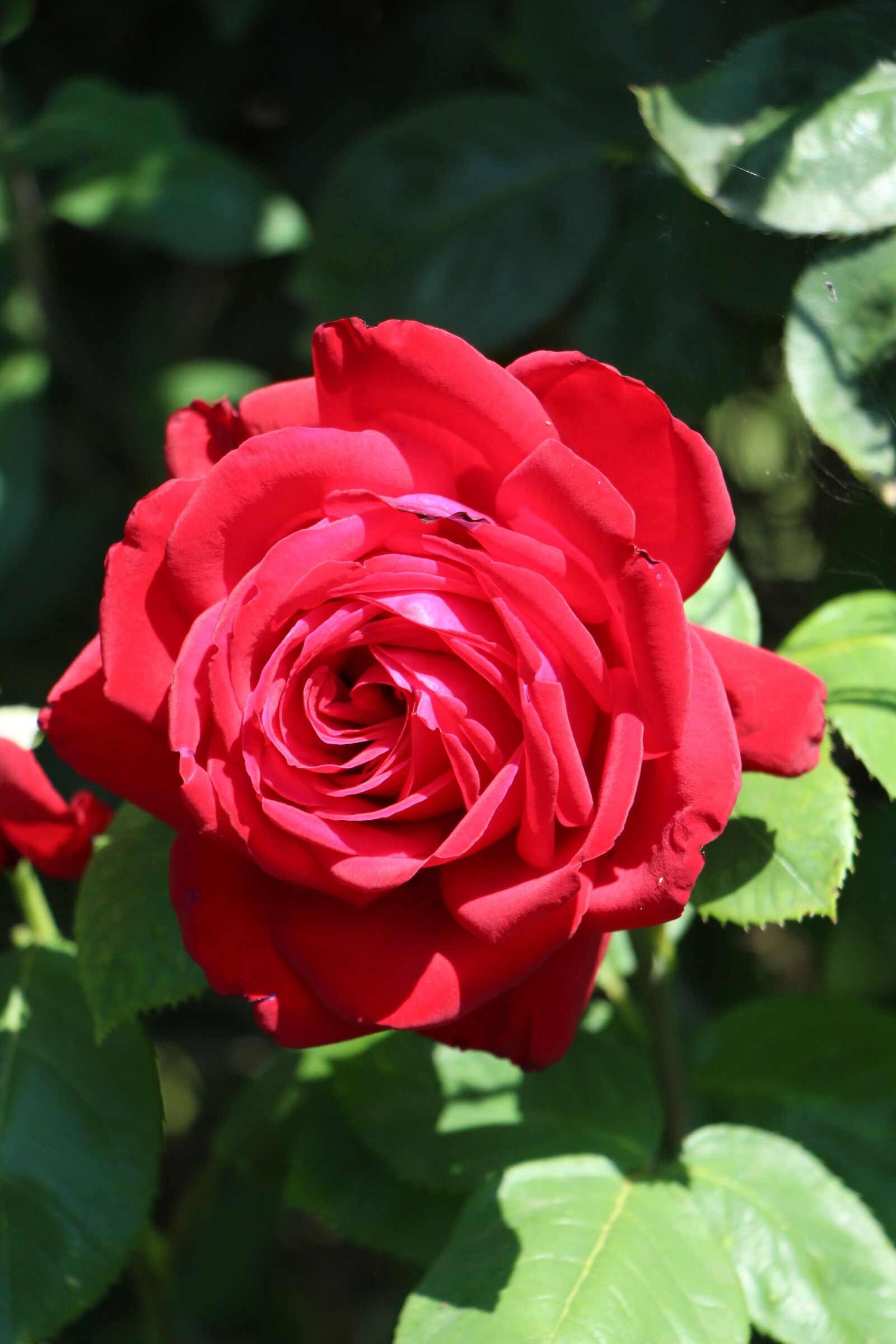 Canon EOS 700D (EOS Rebel T5i / EOS Kiss X7i) sample photo. Rose, blossom, bloom photography